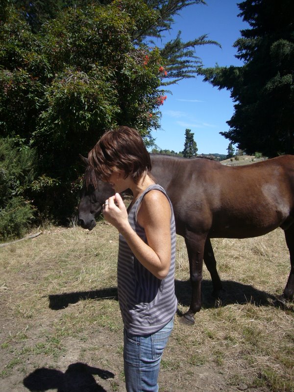 Travel - New Zealand - Sheep Farm, Motueka